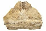Pleistocene Fossil Tortoise (Gopherus) Nuchal Scute - Florida #265358-1